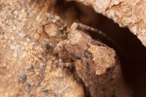 Réf. 245 894 : Catamachilis sp.